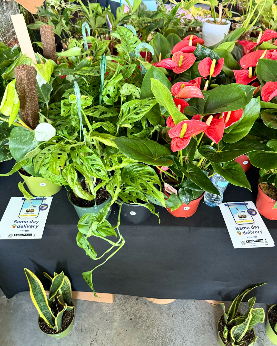 Inside PlantCon NYC 2025: community connection and plant delivery with Lugg
