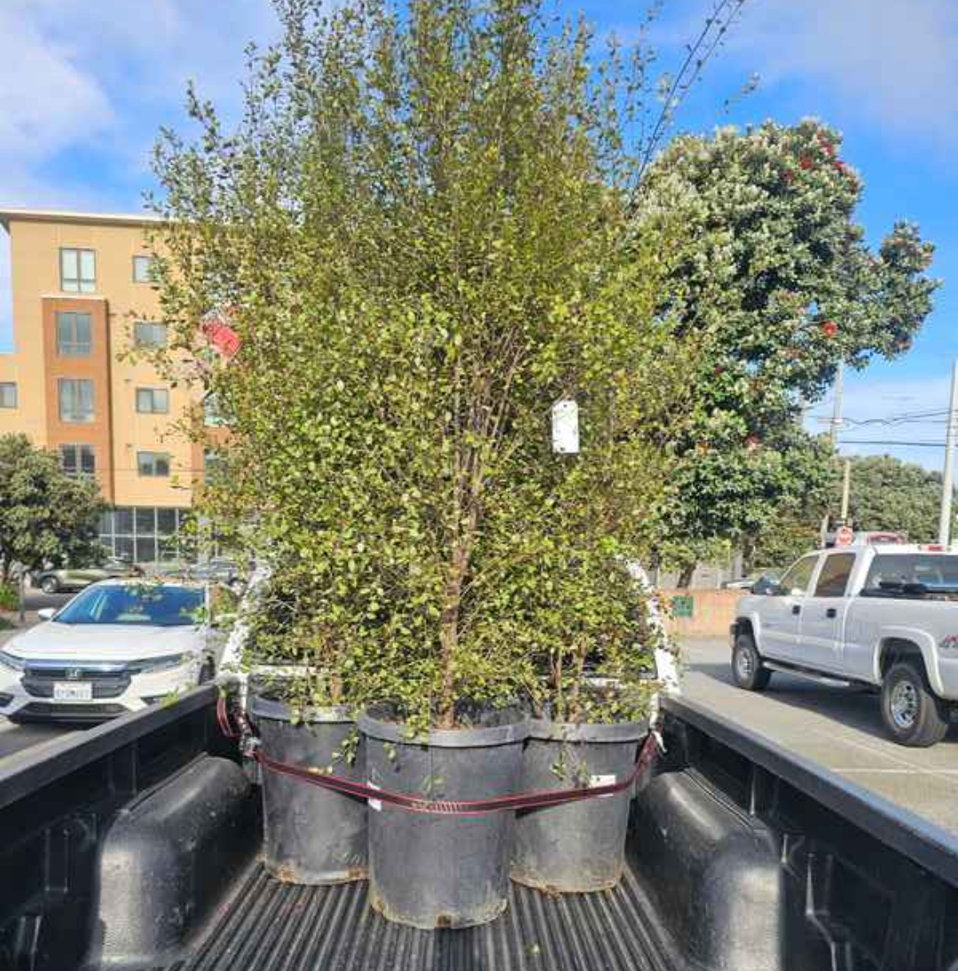 Tall potted trees secured in a pickup truck for Sloat Garden Center delivery.